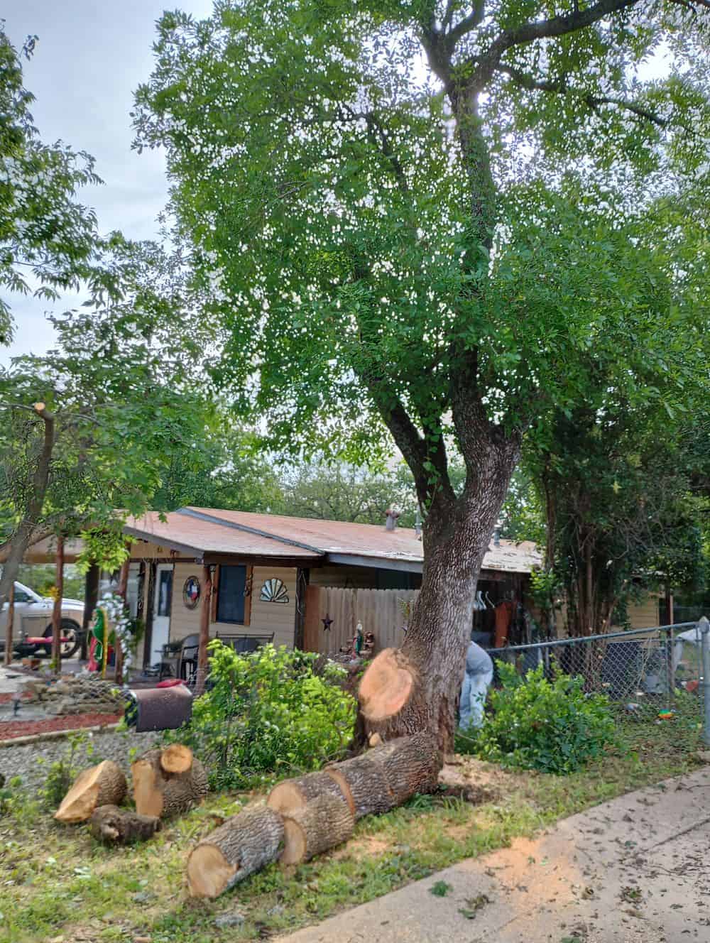 Tree Trimming image